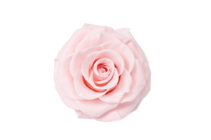 preserved-rose-heads-1-head-36.