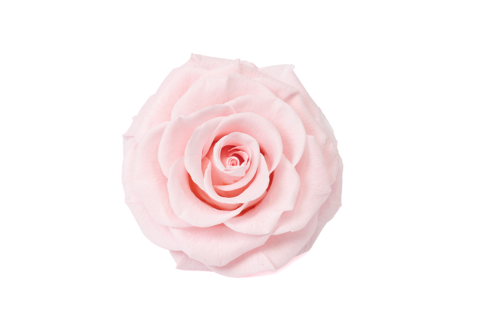 tetes-de-roses-stabilisees-xxl-1-tete-36