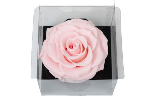 preserved-rose-heads-1-head-36.