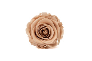 tetes-de-roses-kiara-stabilisees-l-37.