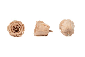 preserved-kiara-rose-heads-l-37.