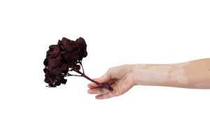 preserved-kiara-hydrangea-o-10-14-cm-37.