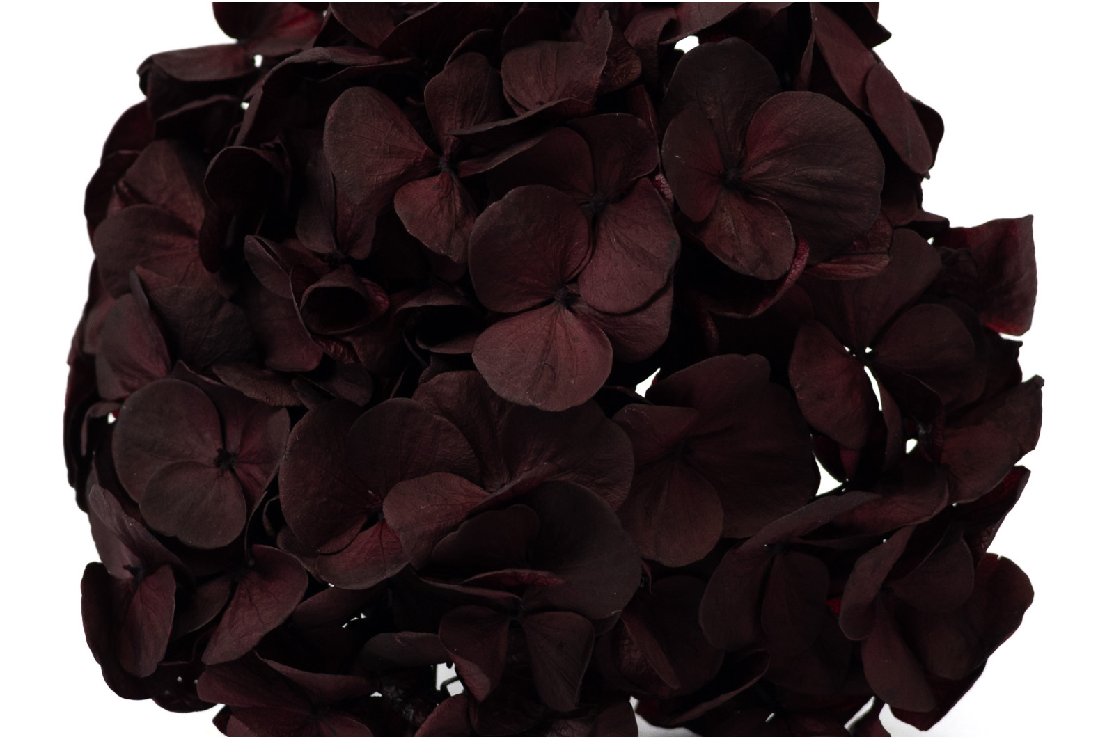 preserved-kiara-hydrangea-o-10-14-cm-37