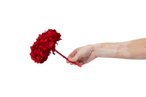 hortensia-kiara-stabilise-o-10-14-cm-37.