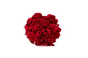 hortensia-kiara-stabilise-o-10-14-cm-37.