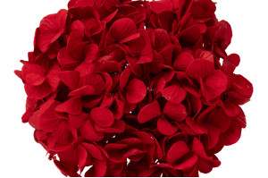 hortensia-kiara-stabilise-o-10-14-cm-37.