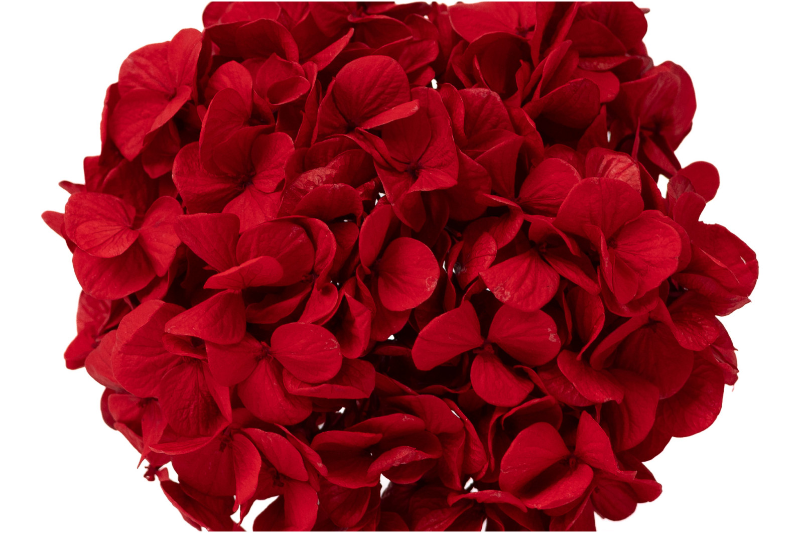 preserved-kiara-hydrangea-o-10-14-cm-37