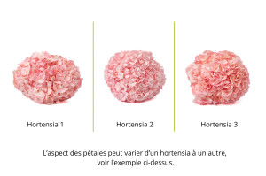 hortensia-kiara-stabilise-o-14-20-cm-37.