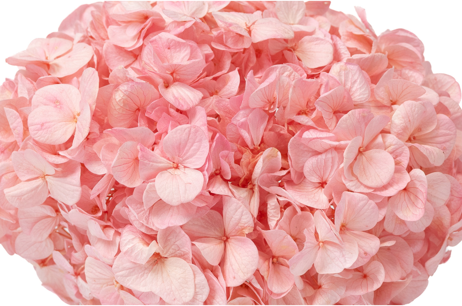 preserved-kiara-hydrangea-o-14-20-cm-37