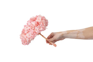 preserved-kiara-hydrangea-o-14-20-cm-37.