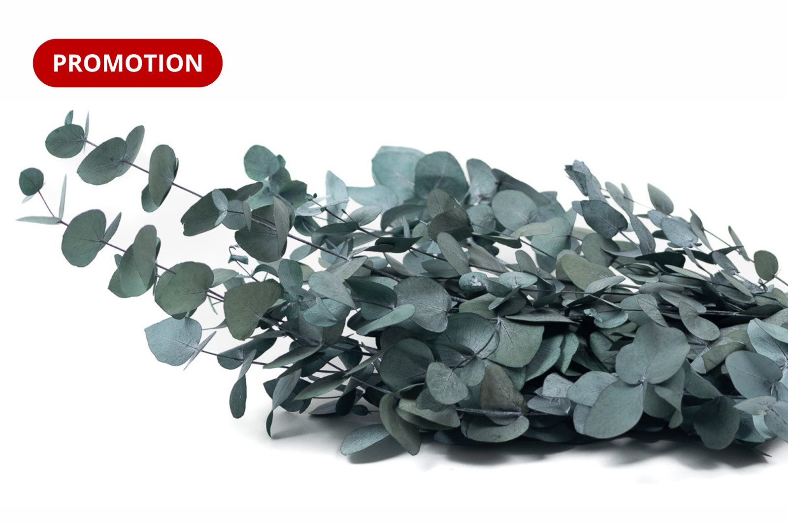 eucalyptus-cinerea-stabilise-6