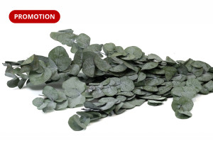 preserved-eucalyptus-cinerea-11