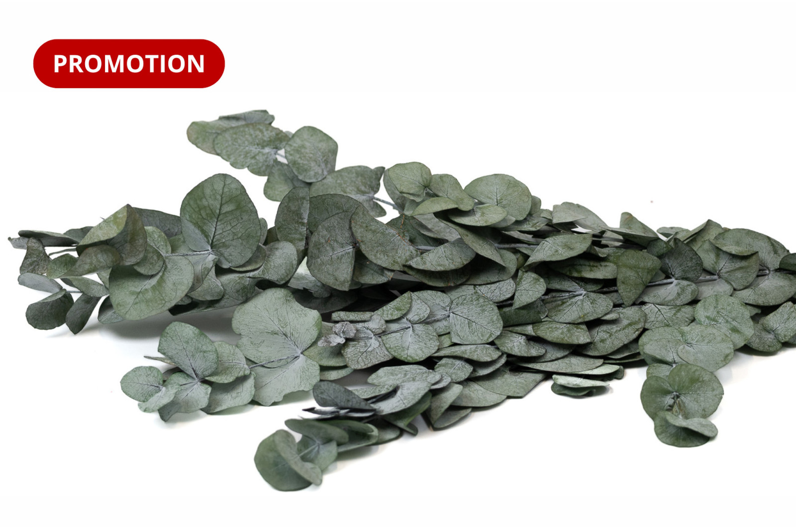 preserved-eucalyptus-cinerea-11