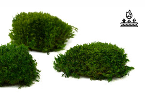 fire-retardant-preserved-provence-moss-5-cn