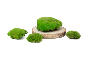 mousse-boule-stabilisee-5-cn.