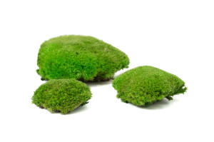 mousse-boule-stabilisee-5-cn.