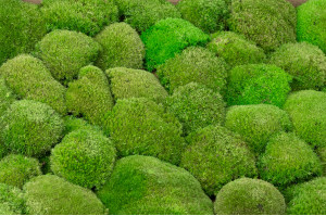 preserved-pole-moss-5-cn.