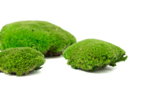 preserved-pole-moss-5-cn.