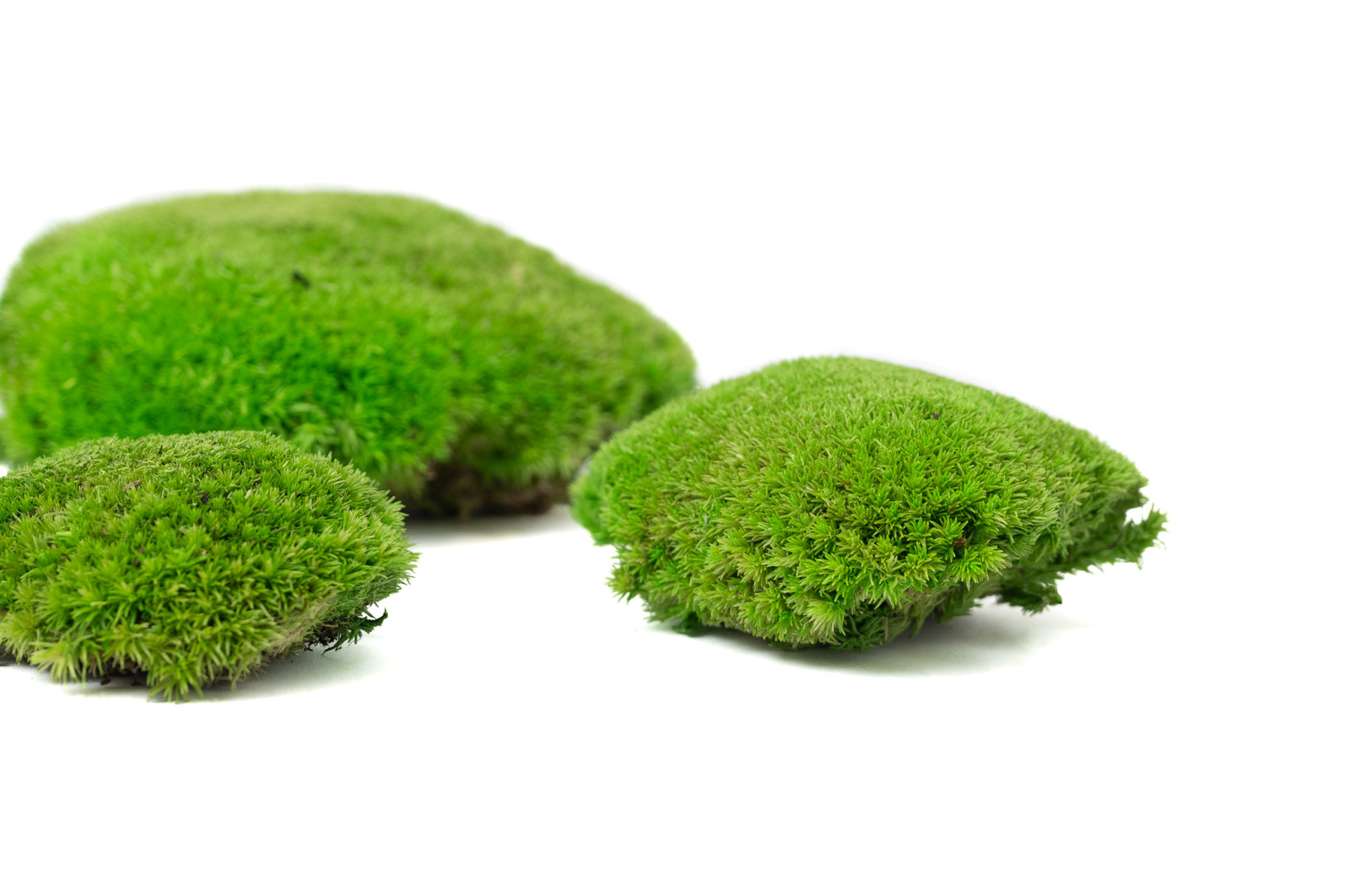 preserved-pole-moss-5-cn