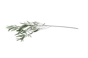 eucalyptus-nicoly-stabilise-6.