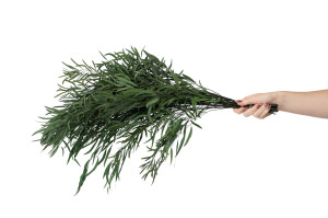 eucalyptus-nicoly-stabilise-6.