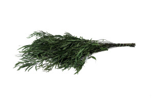 eucalyptus-nicoly-stabilise-6.