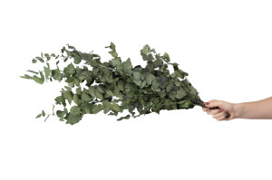 eucalyptus-stuartiana-stabilise-6.