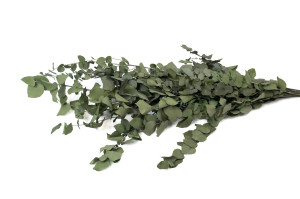 eucalyptus-stuartiana-stabilise-6