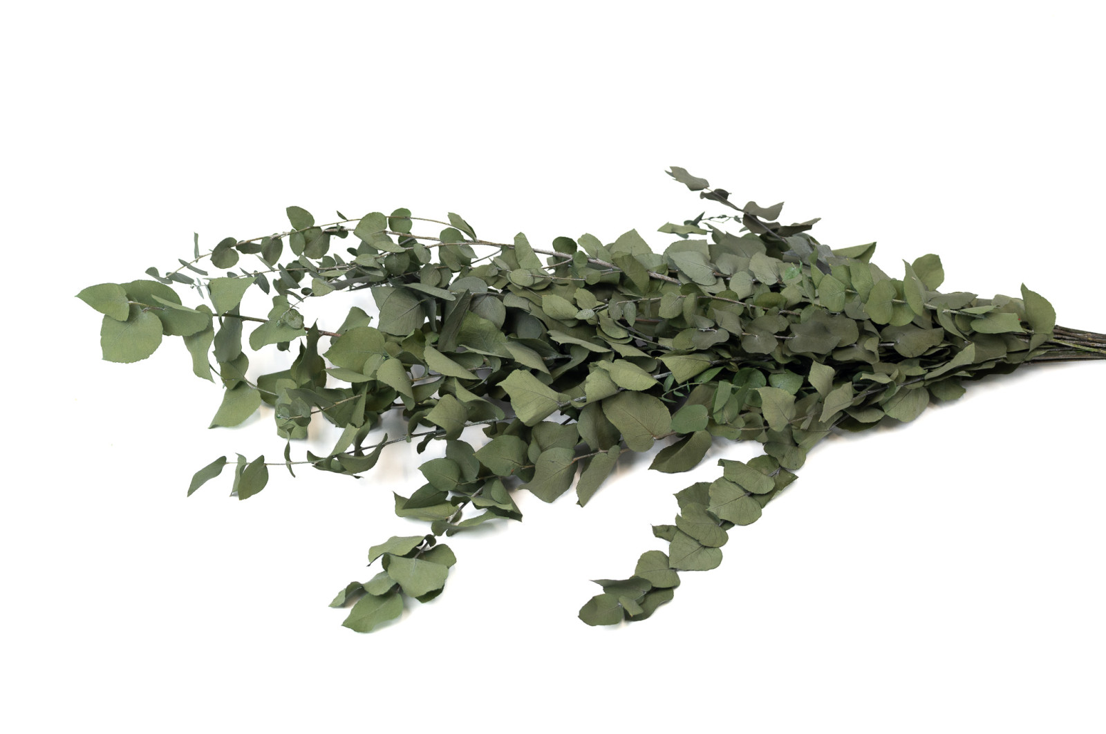 preserved-eucalyptus-stuartiana-6