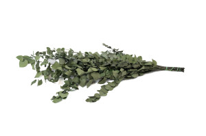 stabilisierte-eukalyptus-stuartiana-6.