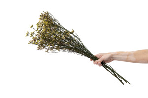 limonium-stabilise-14.