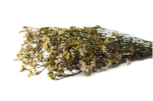 preserved-limonium-14.