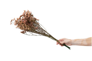 stabilisierter-limonium-14.