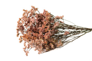 stabilisierter-limonium-14.