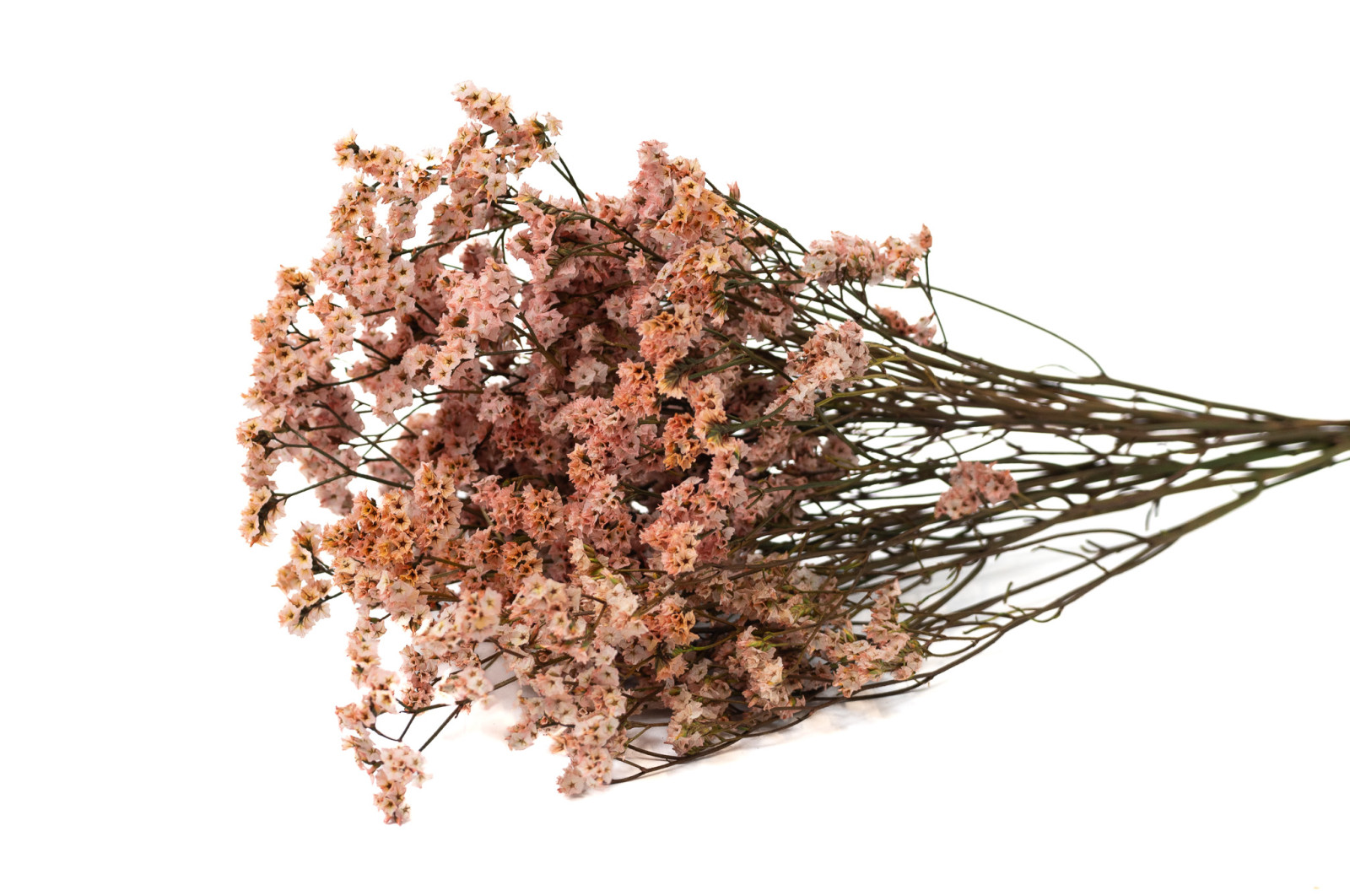 preserved-limonium-14