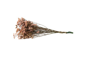 stabilisierter-limonium-14.