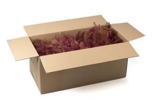 dried-zeeschium-moss-18.