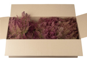 dried-zeeschium-moss-18.