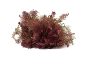 dried-zeeschium-moss-18.