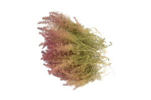 mousse-zeeschium-sechee-18.