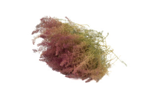 dried-zeeschium-moss-18.