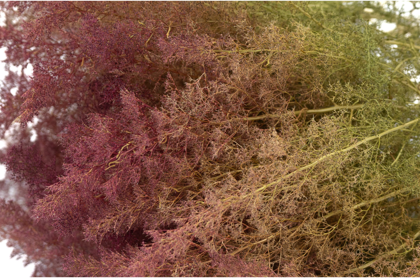 dried-zeeschium-moss-18