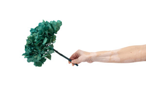 hortensia-stabilise-14.