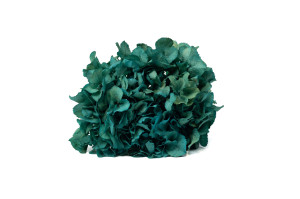 hortensia-stabilise-14.