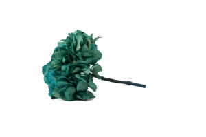 preserved-hydrangea-14.