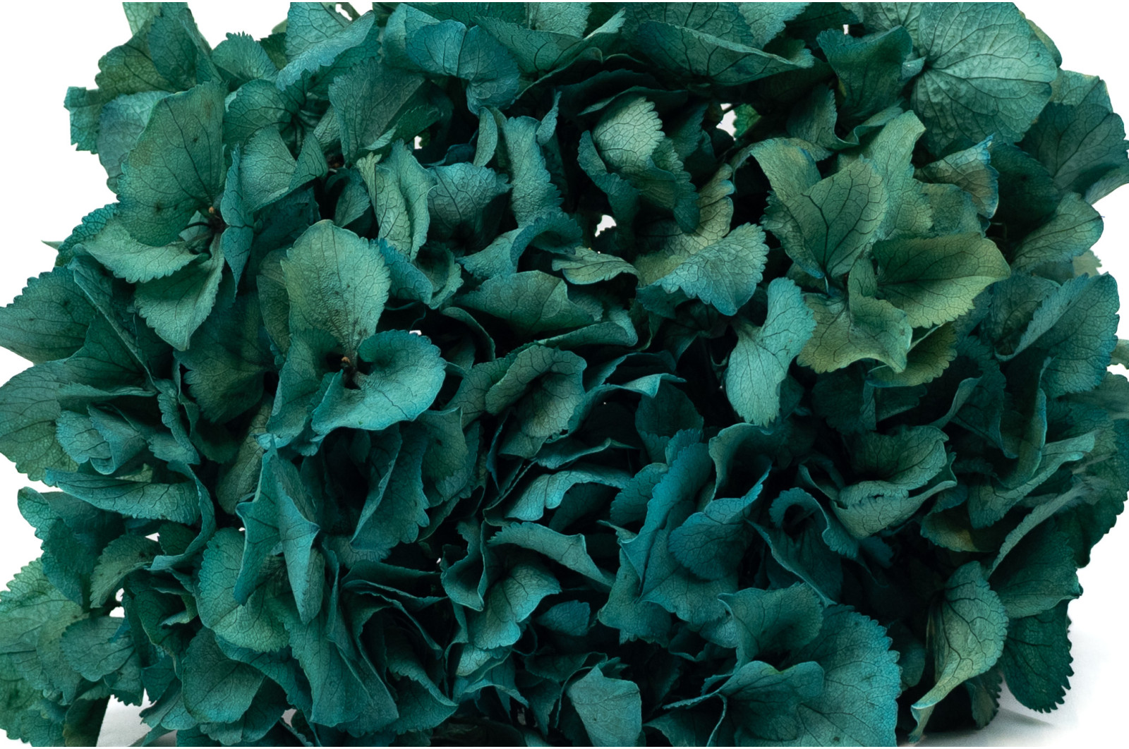 hortensia-stabilise-14