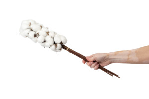 branches-de-coton-seches-19.