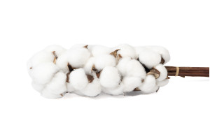 dried-cotton-branches-19.