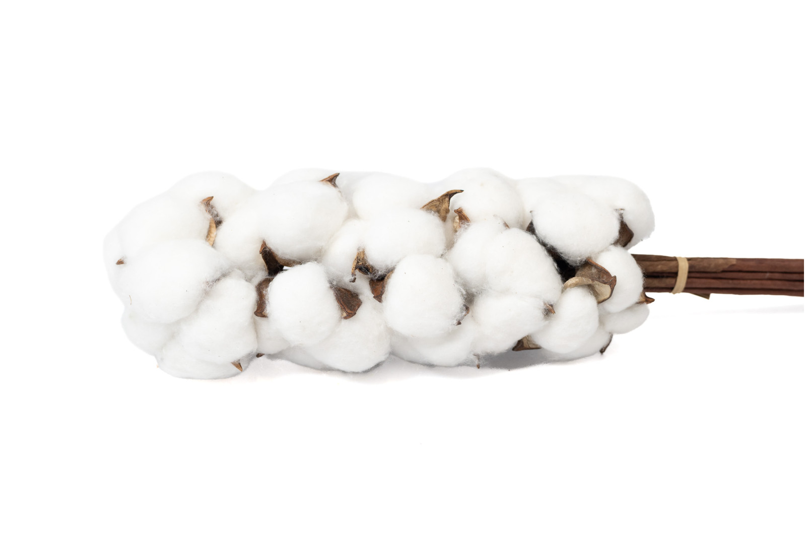dried-cotton-branches-19