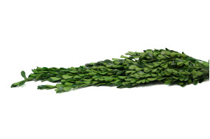 preserved-boxwoodbuxus-19.